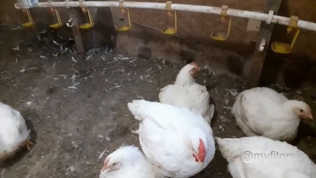 Яйцо от своих бройлеров для инкубации смотреть онлайн