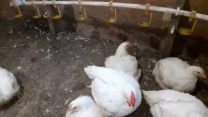 Яйцо от своих бройлеров для инкубации