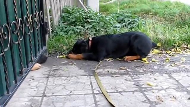 Рокки.  Друг Лорд  закрыт смотреть онлайн