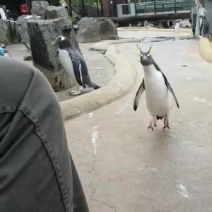 Самый радостный пингвин в мире