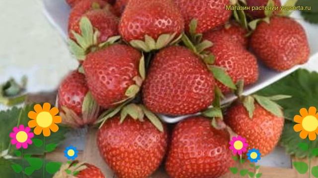 Земляника садовая Вечная Весна. Краткий обзор, описание характеристик fragaria ananassa