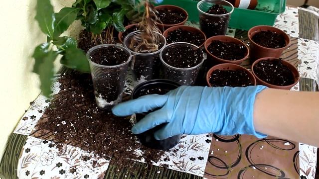 Кофе. Пикировка. [Надежда и мир] смотреть онлайн