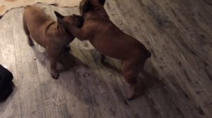 Разборка двух французских бульдогов! French bulldogs fighting.