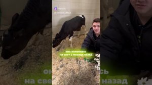 Вы когда-нибудь видели благодарные глаза буренки? 🐮