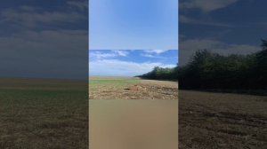 спортивные голуби 1 тренировки