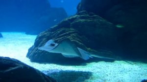 Рыбы в океане. морские хищники. коралловый риф. морские животные