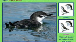 Старик. Голоса птиц