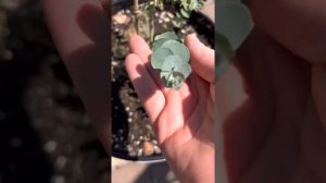 Эвкалипт серебряный доллар, серебряный бинго и лимонный. Гранат и оливка