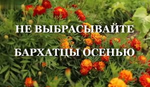 НЕ ВЫБРАСЫВАЙТЕ БАРХАТЦЫ ОСЕНЬЮ