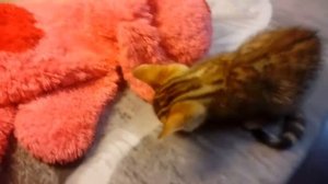 купить бенгали котенка  девочка2 на продажу Золото бенгалов, питомник бенгальских кошек Екатеринбур