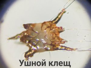 Что живет в ушах. Слабонервным не смотреть!