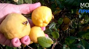 ВАРЕНЬЕ И СОК ИЗ АЙВЫ