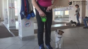 Наталья и джек рассел терьер Хуч. Занятие по дрессировке: обучение собаки движению рядом. Тольятти.