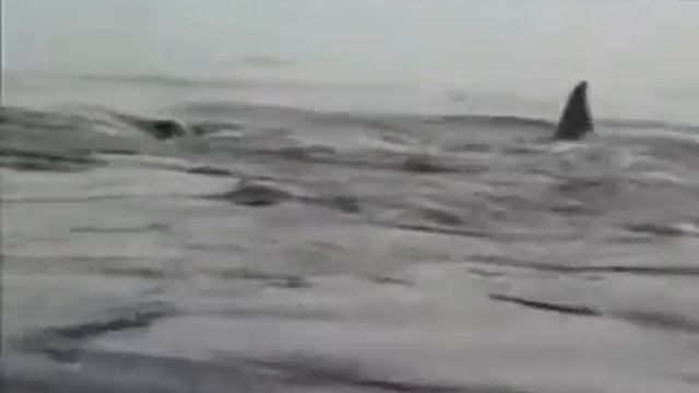 Пингвин спасается от касаток смотреть онлайн