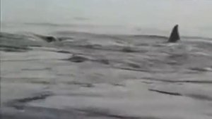 Пингвин спасается от касаток