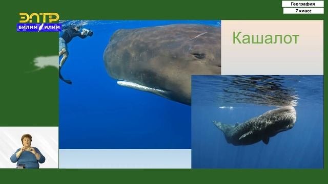7-класс | География | Природа Антарктиды и экологические проблемы
