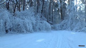 Сказочный бор