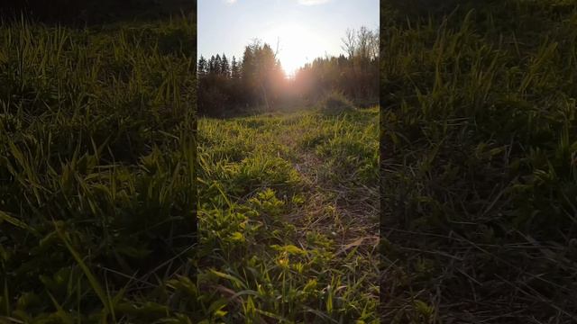 ☘️на полянке, солнце уже садится, слышно птиц(5)