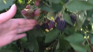 ГАЙ раннеспелый очень вкусный сорт ежевики