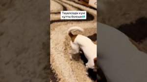 Собака поздравляет Казахстанцев