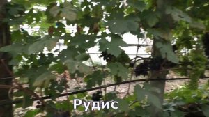 Виноградники Беларуси . г. Пинск . Виноградарь Наталья Бабич.