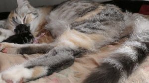 Как я принимала роды у кошки? Как избавиться от блох у новорожденных котят? - ASANYA