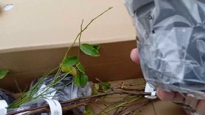 Обзор посылки с саженцами от "Сады России"