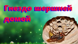 🐝 Гнездо гигантских шершней,  беру домой что от него осталось  🐝