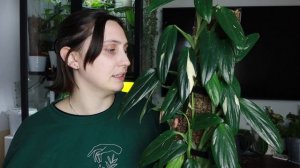 how to keep MONSTERA STANDELYANA happy ? philodendron cobra care