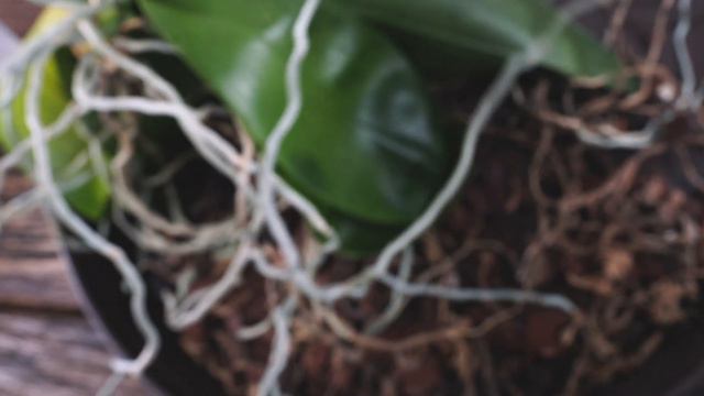 Saving Precious Phalaenopsis | Fixing Red Flags | Dead Stem, Root, Leaf + Keiki Removal | and Updat смотреть онлайн