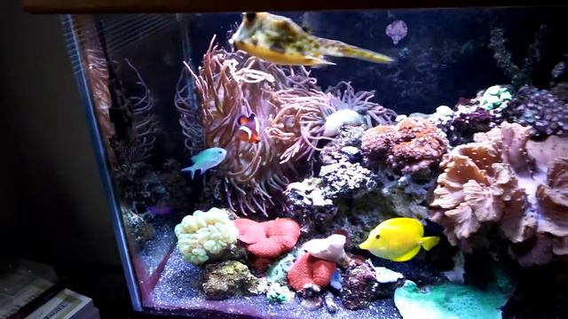 Monster rose bubble tip anemone смотреть онлайн