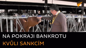 Italští farmáři jsou na pokraji bankrotu kvůli protiruským sankcím