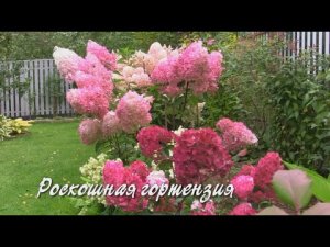 Роскошная гортензия.  Дачные картинки.