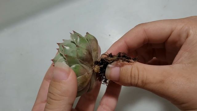 Replante das suculentas novas+ adaptção de suculentas compradas pelas internet de um jeito diferent смотреть онлайн