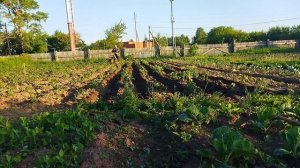 Окучивал картошку. Мотоблоком Нева.