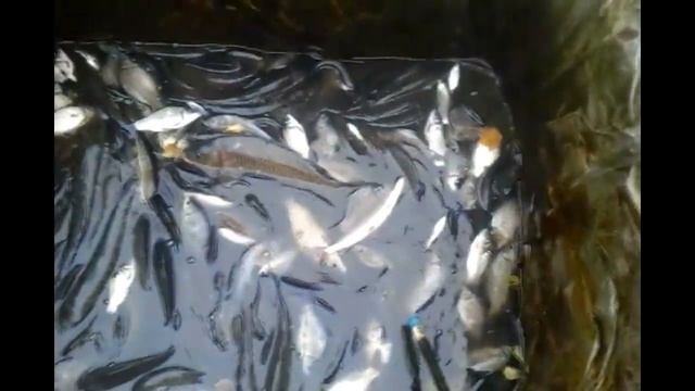 самодельный мини прудик с рыбкой смотреть онлайн