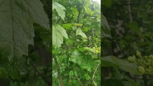 Как избавиться от тли на Калине чтобы спасти Урожай / Уход за Калиной весной