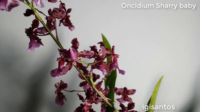 Bloom timelapse: Oncidium Sharry baby смотреть онлайн