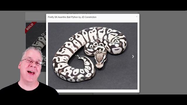 The Six Axanthic Ball Python Morphs!