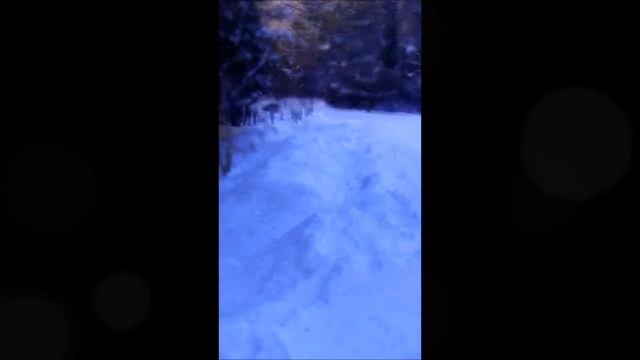 ралли Медвежий ключ-2016 СУ 5,6 Талица видео Е. Ротенберга смотреть онлайн