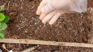 Размножение лилии бульбочками