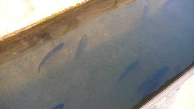 Kashmir Tour | Best Places To Visit in Kashmir | Offbeat Travel Destinations in Kashmir смотреть онлайн