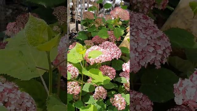 ГОРТЕНЗИЯ ПИНК АНАБЕЛЬ, ГОРТЕНЗИЯ РУБИ АНАБЕЛЬ #гортензия #гортензиядревовидная #гортензиябезукрыти