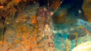 Одну минуту из жизни креветки снял под водой сахалинский дайвер