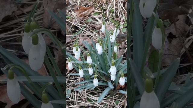 Подснежники Подснежники Такие нежные красивые цветы Полесск Русская Голландия 39 регион