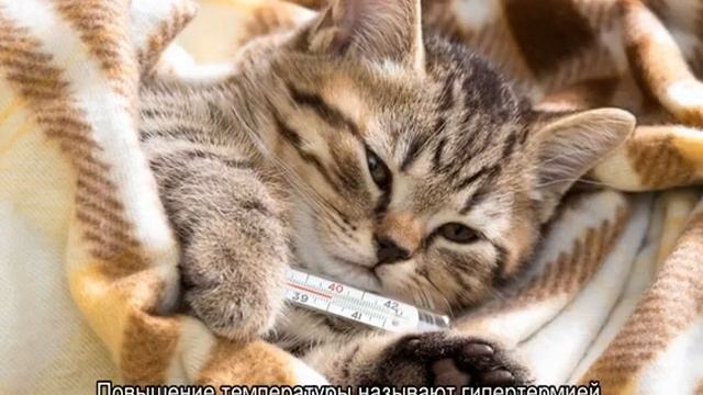 Температура тела кошки: какая считается оптимальной и критической смотреть онлайн