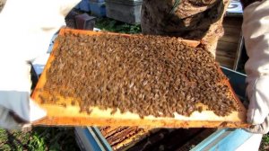 ФОРМИРОВАНИЕ ГНЕЗДА  БАКФАСТА ДЛЯ  100% ЗИМОВКИ.Beekeeping.???