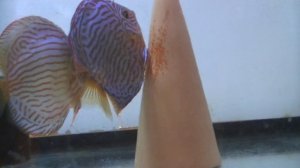 Нерест дискусов Бирюзовый королевский Туркис.