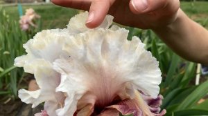 Ирисы бородатые - сеянцы Ворошиловой А.Б. Часть 4 / Сад Ворошиловой