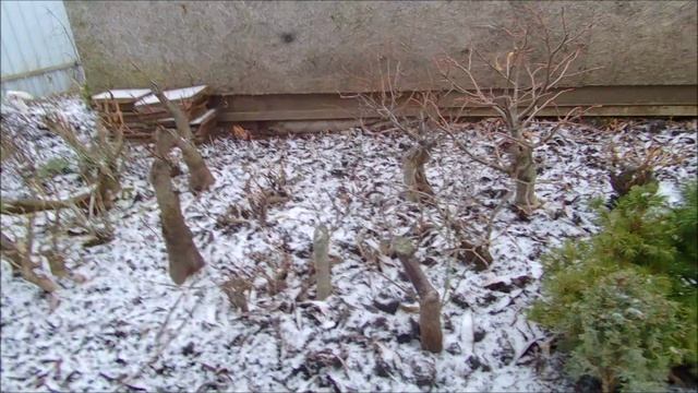 Зимовка бонсай- варианты зима 2020 улица часть 3 Wintering bonsai- options winter 2020 street part 3